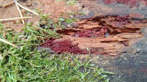 Attēlu rezultāti vaicājumam “Oligonema favogineum spores”