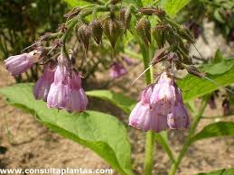 Attēlu rezultāti vaicājumam “Symphytum officinale”