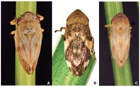 Attēlu rezultāti vaicājumam “Aphrophoridae imago”