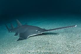 Image result for Pristis pristis