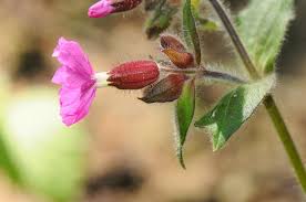 Image result for Silene dioica