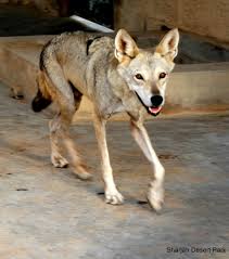 Image result for canis lupus arabs