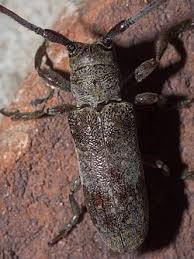 Attēlu rezultāti vaicājumam “Lycogala irregulare sessile”