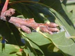 Attēlu rezultāti vaicājumam “Quercus rubra bud”