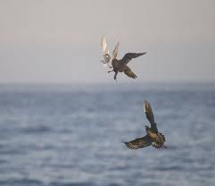 Attēlu rezultāti vaicājumam “Stercorarius parasiticus adult”