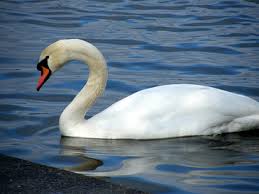 Attēlu rezultāti vaicājumam “Anseriformes”