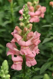 Attēlu rezultāti vaicājumam “Antirrhinum majus flower”