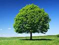 Linden Tree 