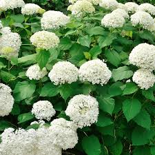 Attēlu rezultāti vaicājumam “Hydrangea arborescens”