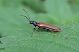 Attēlu rezultāti vaicājumam “Denticollis linearis”