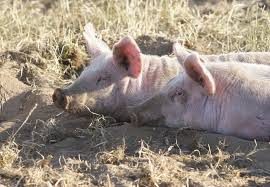 Bildresultat för pigs