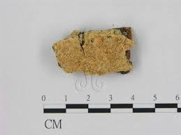 Attēlu rezultāti vaicājumam “Oxyporus corticola”