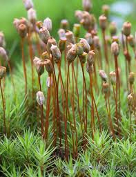 Attēlu rezultāti vaicājumam “Polytrichastrum pallidisetum”