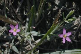 Attēlu rezultāti vaicājumam “Centaurium littorale flower”