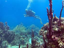 Image result for Scuba Fun