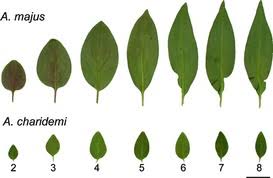 Attēlu rezultāti vaicājumam “Antirrhinum majus leaf”