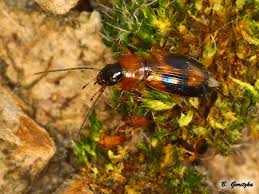 Attēlu rezultāti vaicājumam “Badister bullatus”