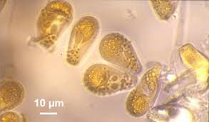 Attēlu rezultāti vaicājumam “Melampsora magnusiana”