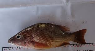 Image result for Lutjanus colorado