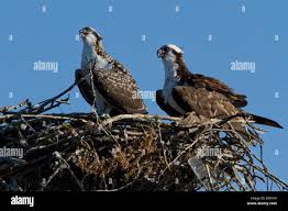 Attēlu rezultāti vaicājumam “Pandion haliaetus adult”