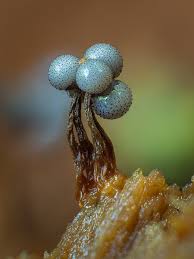 Attēlu rezultāti vaicājumam “Cribraria sp.”