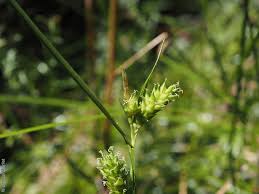Attēlu rezultāti vaicājumam “Carex viridula fruit”