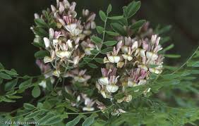 Attēlu rezultāti vaicājumam “Stemonitopsis aequalis (var. aequalis) stalked”