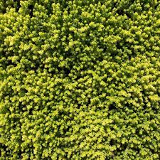 Attēlu rezultāti vaicājumam “Craterium aureum”