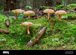 Attēlu rezultāti vaicājumam “Xerocomus subtomentosus”