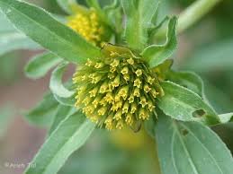 Attēlu rezultāti vaicājumam “Bidens tripartita fruit”