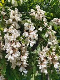 Attēlu rezultāti vaicājumam “Robinia pseudoacacia”