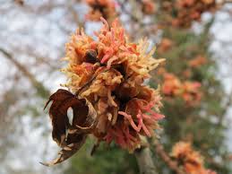 Attēlu rezultāti vaicājumam “Acer saccharinum flower”