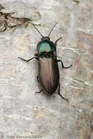 Attēlu rezultāti vaicājumam “Selatosomus aeneus”