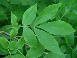 Attēlu rezultāti vaicājumam “Carya ovata leaf”