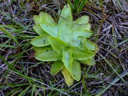 Attēlu rezultāti vaicājumam “Pinguicula vulgaris leaf”