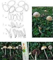 Attēlu rezultāti vaicājumam “Protostropharia alcis”