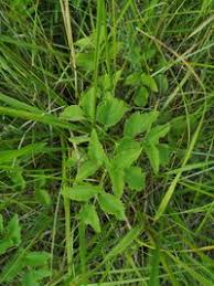 Attēlu rezultāti vaicājumam “Angelica palustris”