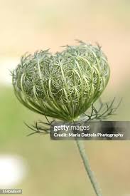 Attēlu rezultāti vaicājumam “Laserpitium latifolium bud”