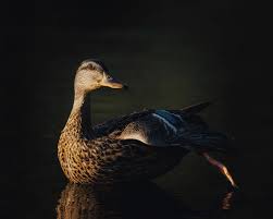 Attēlu rezultāti vaicājumam “Anas platyrhynchos female”