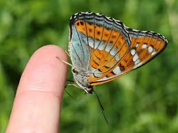 Attēlu rezultāti vaicājumam “Limenitis populi upperside”