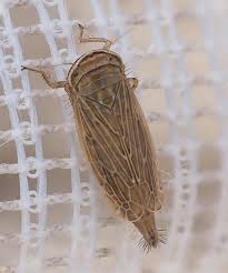 Attēlu rezultāti vaicājumam “Paramesus obtusifrons”