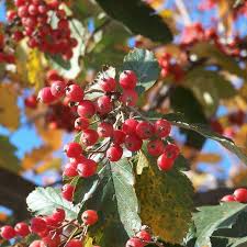Attēlu rezultāti vaicājumam “Sorbus intermedia fruit”