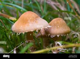 Attēlu rezultāti vaicājumam “Cystoderma amianthinum”