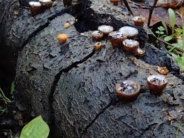 Attēlu rezultāti vaicājumam “Crucibulum laeve”