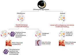 Attēlu rezultāti vaicājumam “Chironomidae imago”