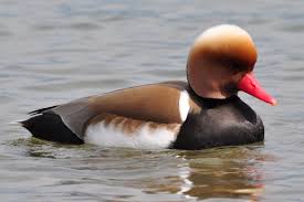 Image result for Netta rufina