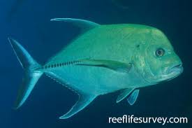 Image result for Caranx latus