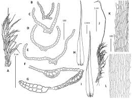 Attēlu rezultāti vaicājumam “Dicranum bonjeanii”