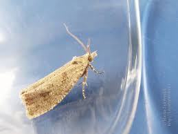 Attēlu rezultāti vaicājumam “Epiblema grandaevana”