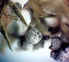 Attēlu rezultāti vaicājumam “Physarum bryomacrocarpum macro”